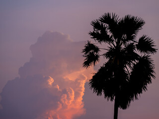 Silhouette of Sugar palm tree with magenta sky and clouds at dusk - 772791981