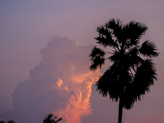 Silhouette of Sugar palm tree with magenta sky and clouds at dusk - 772791985