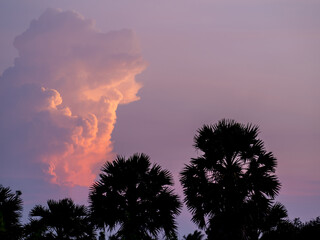 Silhouette of Sugar palm tree with magenta sky and clouds at dusk - 772791987