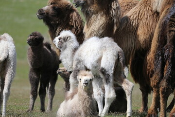 Fototapeta premium A herd of camels stands in the steppe in the Almaty region in Kazakhstan