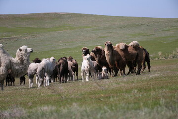 A herd of camels stands in the steppe in the Almaty region in Kazakhstan