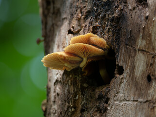 mushroom on a tree. Jakarta - Monas 3 April, 2024 