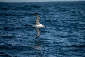 shy albatross and other sea birds feeding and flying over the ocean at the  south west cape in tasmania australia
