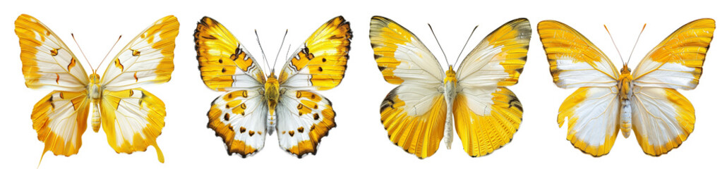Beautiful colorful butterflies collection, isolated on transparent background. 