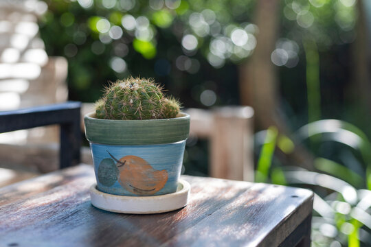 Miniature cactus in a pot placed on a wooden table. nature background There is space for text.
