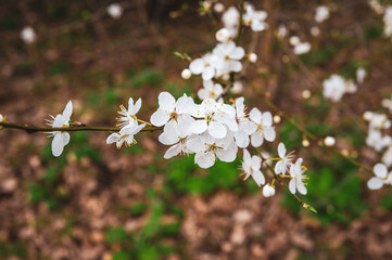 Wiosenne białe kwiaty dzikiego drzewa - obrazy, fototapety, plakaty