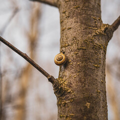 Ślimak na drzewie przed przebudzeniem wiosennym
