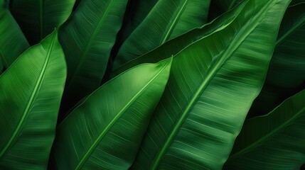 The spiked leaves of a small palm tree in the foreground with the background illuminated by the midday sun.