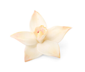 Beautiful vanilla flower isolated on white background