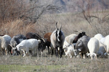 A shepherd grazes a herd of steppe goats near the Ili River in Almaty region March 23, 2019