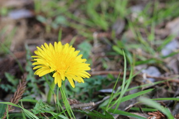 Yellow dandelion growing in a field