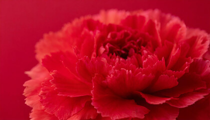 Closeup of red carnation