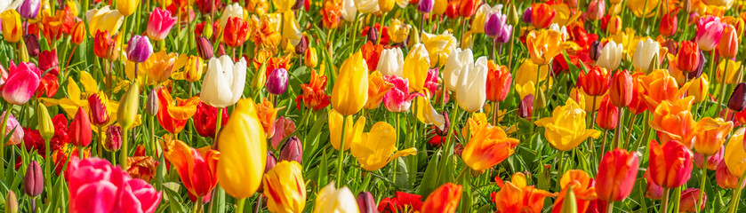 Panorama of colorful beautiful blooming tulip in Lisse, Holland Netherlands in spring