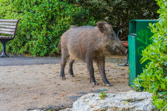 Wild boar in a public garden in Haifa