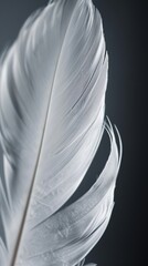 Close-up of a delicate white feather on a dark background