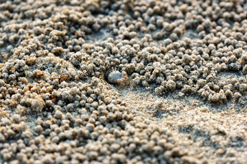 A closeup Ghost crab on the beach is making many balls of sand on the beach. In fact, it was eating the nutrients in the sand by the sea.