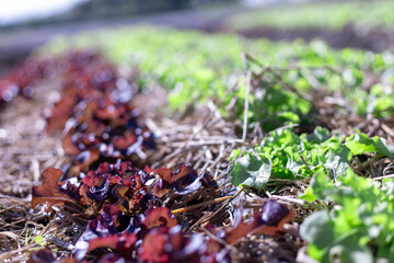 Selective focus Many purple lettuces are growing quickly in the fields because of organic farming by farmers.