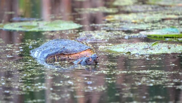 A large snapping turtle lifts its head above the water for a moment before slipping beneath the water.
