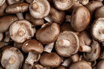 Beautiful background of fresh organic champignons. Mushrooms for background and design.