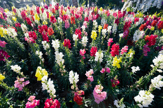 High-angle flower garden Multicolored Snapdragons Flower garden in a park in Chiang Mai, Thailand High-angle background image of various colored flowers