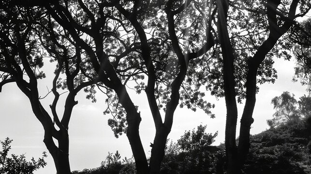 Silhouetted trees against a bright sky