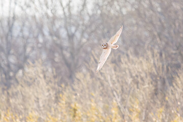 夕暮れに狩りのために葦原を飛翔する美しいコミミズク（フクロウ科）。

日本国埼玉県、荒川河川敷にて。
2024年3月23日撮影。

Beautiful Short-eard Owl (Asio flammeus, family comprising owls) in flight to hunt of a reed bed in twilight.

At Arakawa riverbed, Sa