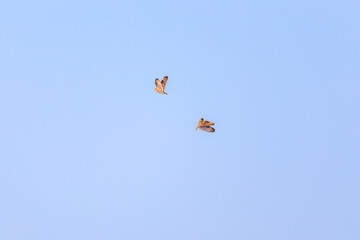 夕暮れに飛翔しながら同族で激しく争う美しいコミミズク（フクロウ科）。

日本国埼玉県、荒川河川敷にて。
2024年3月23日撮影。

A beautiful Short-eard Owl (Asio flammeus, family comprising owls) fiercely competing with its own kind in flight at dusk.

At Arakaw