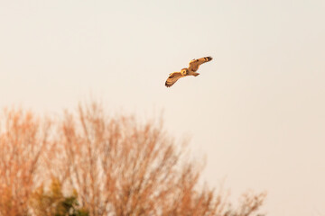 夕暮れに狩りのために葦原を飛翔する美しいコミミズク（フクロウ科）。

日本国埼玉県、荒川河川敷にて。
2024年3月23日撮影。

Beautiful Short-eard Owl (Asio flammeus, family comprising owls) in flight to hunt of a reed bed in twilight.

At Arakawa riverbed, Sa