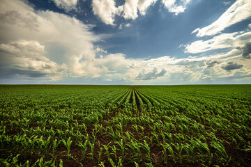 Wide angle view of a green corn field stretching into the horizon beneath a dramatic sky