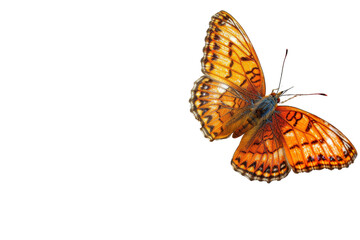 Fototapeta na wymiar Large Orange Butterfly Flying Through the Air