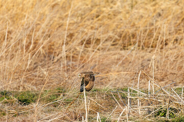 夕暮れの葦原から飛び出す美しいコミミズク（フクロウ科）。

日本国埼玉県、荒川河川敷にて。
2024年3月23日撮影。

A beautiful Short-eard Owl (Asio flammeus, family comprising owls) flying out of a reed bed in twilight.

At Arakawa riverbed, Saitama pref
