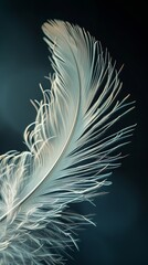 Detailed white bird feather on dark background