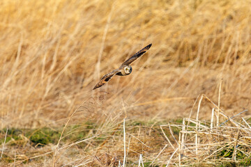 夕暮れに狩りのために葦原を飛翔する美しいコミミズク（フクロウ科）。

日本国埼玉県、荒川河川敷にて。
2024年3月23日撮影。

Beautiful Short-eard Owl (Asio flammeus, family comprising owls) in flight to hunt of a reed bed in twilight.

At Arakawa riverbed, Sa