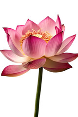 lotus flowers poster background
