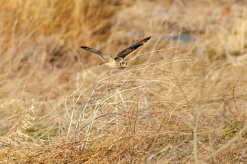 夕暮れに狩りのために葦原を飛翔する美しいコミミズク（フクロウ科）。

日本国埼玉県、荒川河川敷にて。
2024年3月23日撮影。

Beautiful Short-eard Owl (Asio flammeus, family comprising owls) in flight to hunt of a reed bed in twilight.

At Arakawa riverbed, Sa