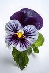 Obraz premium pansy flowers poster background