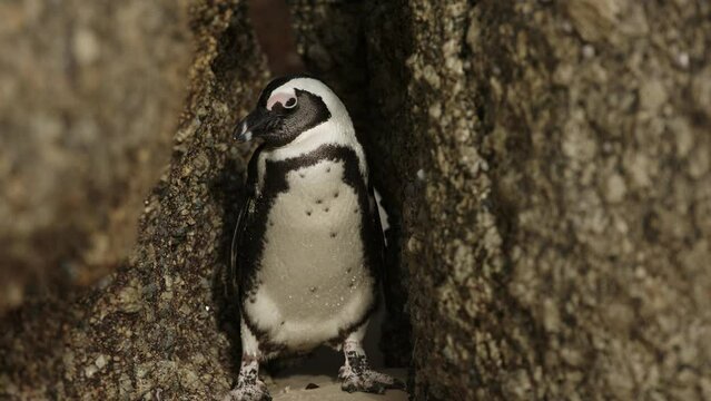 One little African penguin on sandy beach hiding between rocks. Spheniscus demersus or jackass penguin. Colony on Boulders Beach Nature Reserve in Simon's Town in South Africa. Wildlife nature birds