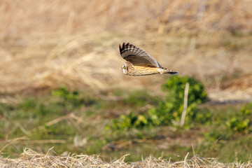 夕暮れに狩りのために葦原を飛翔する美しいコミミズク（フクロウ科）。

日本国埼玉県、荒川河川敷にて。
2024年3月23日撮影。

Beautiful Short-eard Owl (Asio flammeus, family comprising owls) in flight to hunt of a reed bed in twilight.

At Arakawa riverbed, Sa