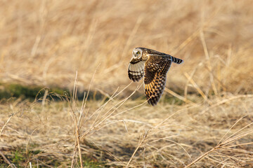 夕暮れに狩りのために葦原を飛翔する美しいコミミズク（フクロウ科）。

日本国埼玉県、荒川河川敷にて。
2024年3月23日撮影。

Beautiful Short-eard Owl (Asio flammeus, family comprising owls) in flight to hunt of a reed bed in twilight.

At Arakawa riverbed, Sa
