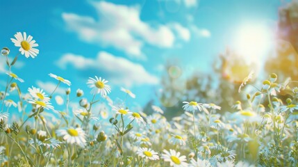 Dawn's Radiance on a Lush Field of Spring Daisies - Generative AI