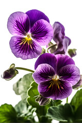 Fototapeta na wymiar violet flowers poster background