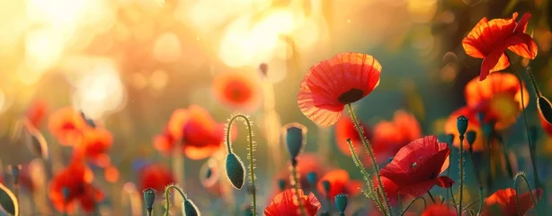 Fototapeten Glowing Dusk: Vibrant Poppy Field Illuminated by Setting Sun's Embrace - Generative AI © Gelpi