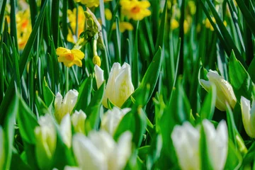Foto op Plexiglas colorful blooming tulips flowers in early spring © Hristo Shanov
