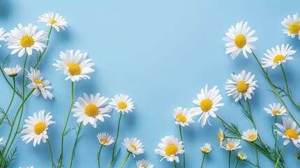 White chamomiles on bright blue background with copy space.