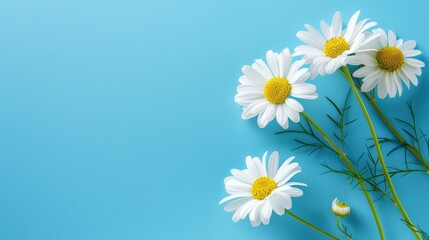 White chamomiles on bright blue background with copy space.