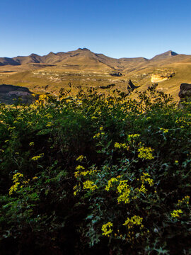 View of the distant peaks of the Drakensberg Mountains, with the last of the season&rsquo;s yellow wildflowers in the Foreground in the Golden Gate Highlands National Park, South Africa.