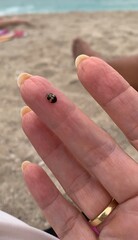 Ladybird on a woman’s finger against a backdrop of the beach