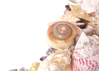 Sea shells and seashells isolated