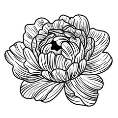 Flower outline illustration, Freehand sketching flower, Black and white with line art illustration.