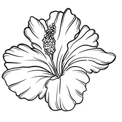Hibiscus flower outline illustration, Freehand sketching flower, Black and white with line art illustration.